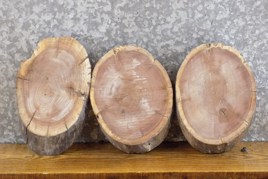 3- Live Edge Round Cut Rustic Black Walnut Centerpiece Wood Slabs 12814-12816