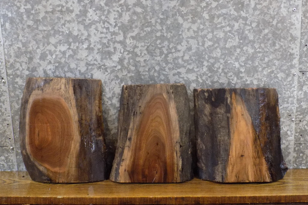 3- Natural Edge Black Walnut Craft Pack/Taxidermy Base Slabs 12885