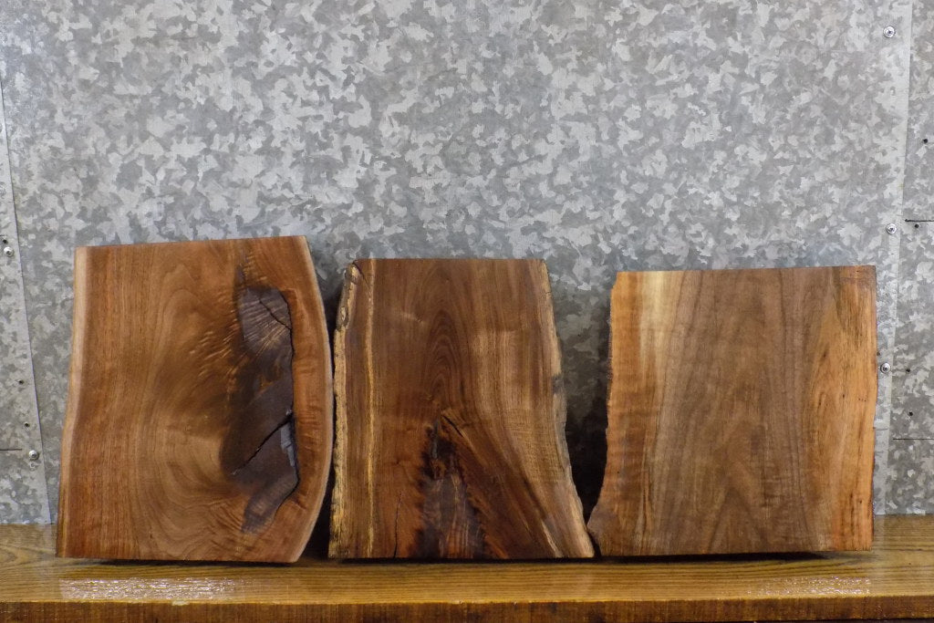 3- Natural Edge Black Walnut Craft Pack/Taxidermy Base Slabs 12885