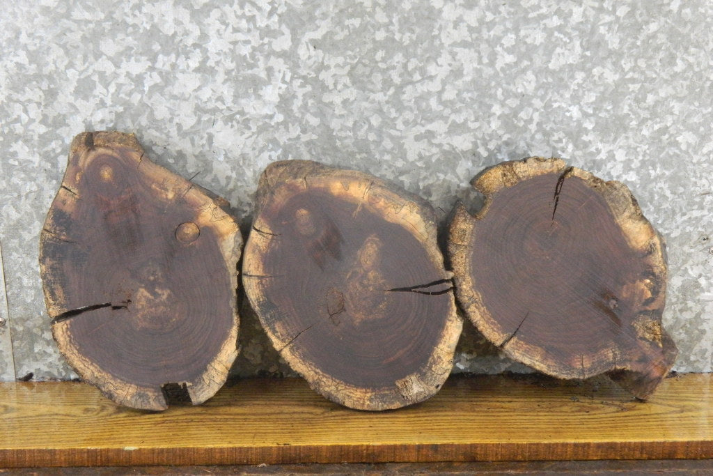 3- Salvaged Round Cut Black Walnut Live Edge Craft Pack Slabs 12886-12888