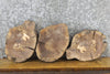 Thumbnail for 3- Salvaged Round Cut Black Walnut Live Edge Craft Pack Slabs 12886-12888