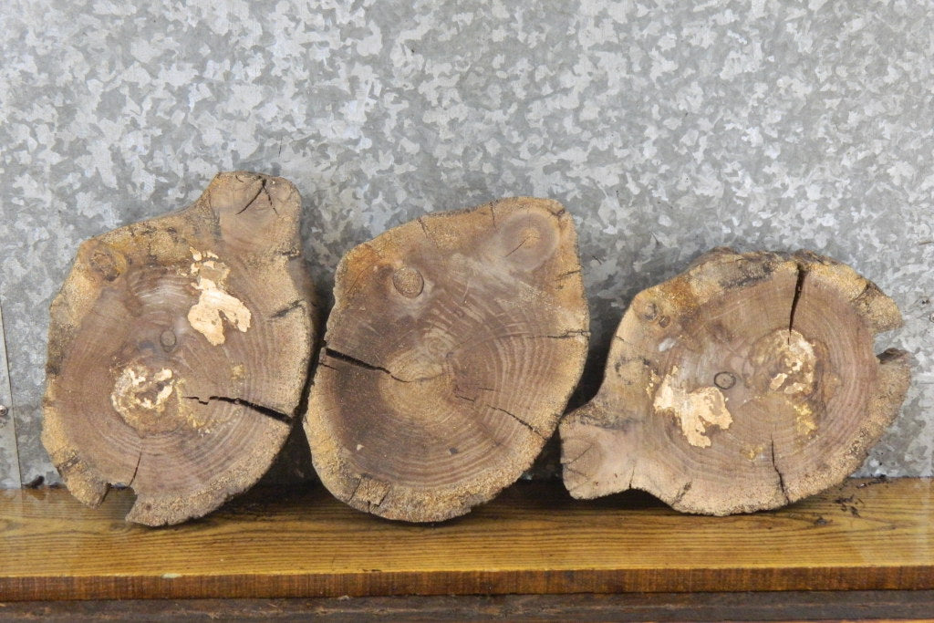3- Salvaged Round Cut Black Walnut Live Edge Craft Pack Slabs 12886-12888