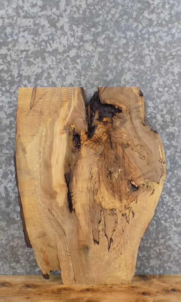Live Edge Spalted Maple Taxidermy Mount/Wall Art Slab CLOSEOUT 12890