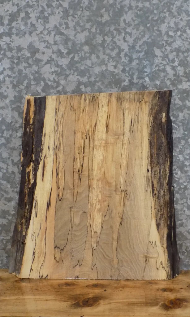 Live Edge Spalted Maple Taxidermy Mount/End Table Top Slab 12903