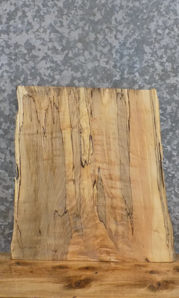 Live Edge Spalted Maple Taxidermy Mount/End Table Top Slab 12903
