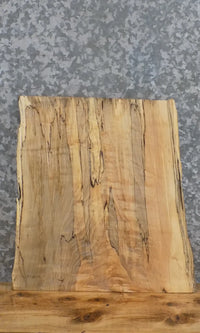 Thumbnail for Live Edge Spalted Maple Taxidermy Mount/End Table Top Slab 12903