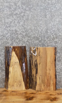 Thumbnail for 2- Live Edge Spalted Maple Taxidermy Mount/Craftwood Slabs 13016-13017
