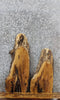 Thumbnail for 2- Live Edge White Oak Side Table Tops/Taxidermy Mount Slabs 13056-13057