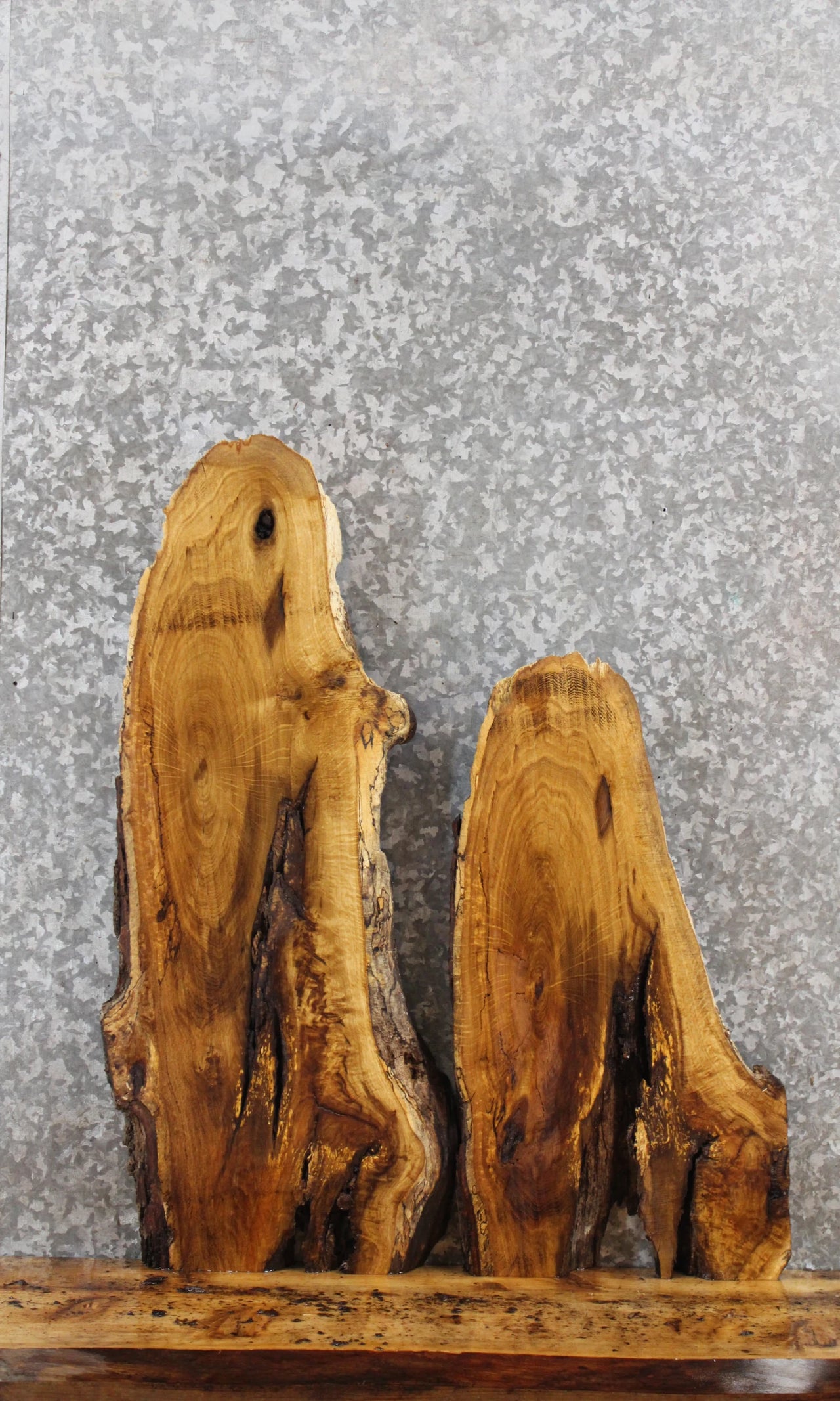 2- Live Edge White Oak Side Table Tops/Taxidermy Mount Slabs 13056-13057