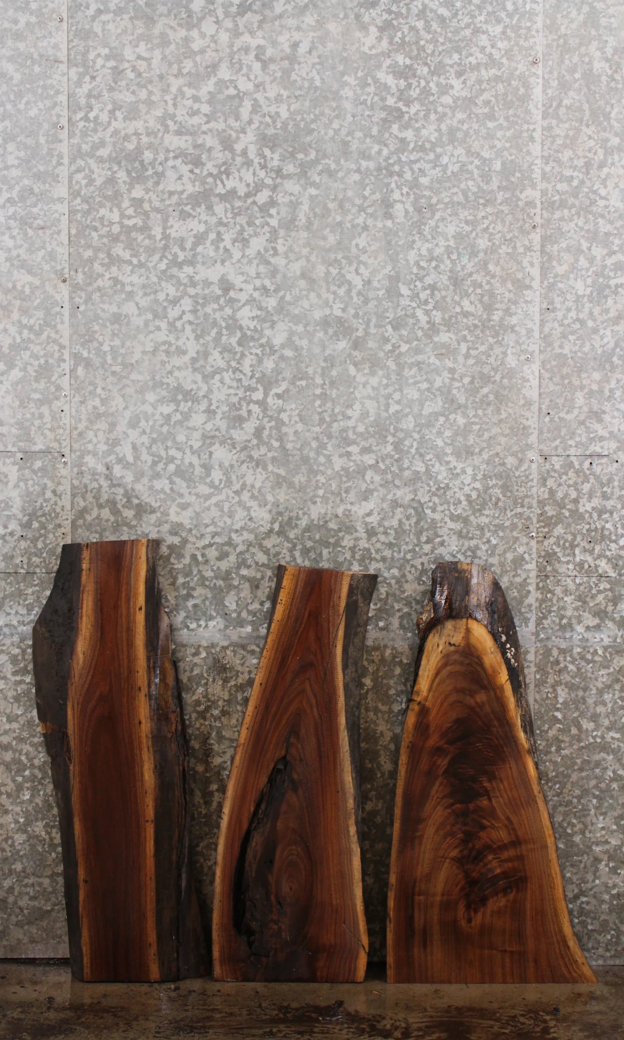 3- Live Edge Black Walnut Wall Shelves/Taxidermy Mounts 13065-13067