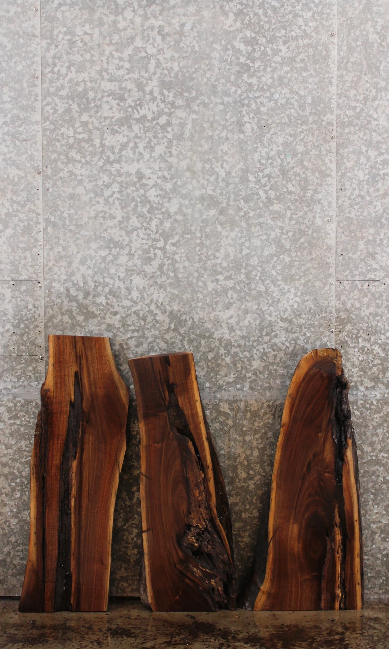3- Live Edge Black Walnut Wall Shelves/Taxidermy Mounts 13065-13067