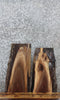 Thumbnail for 2- Live Edge Black Walnut Side Table Tops/Taxidermy Mounts 13072-13073