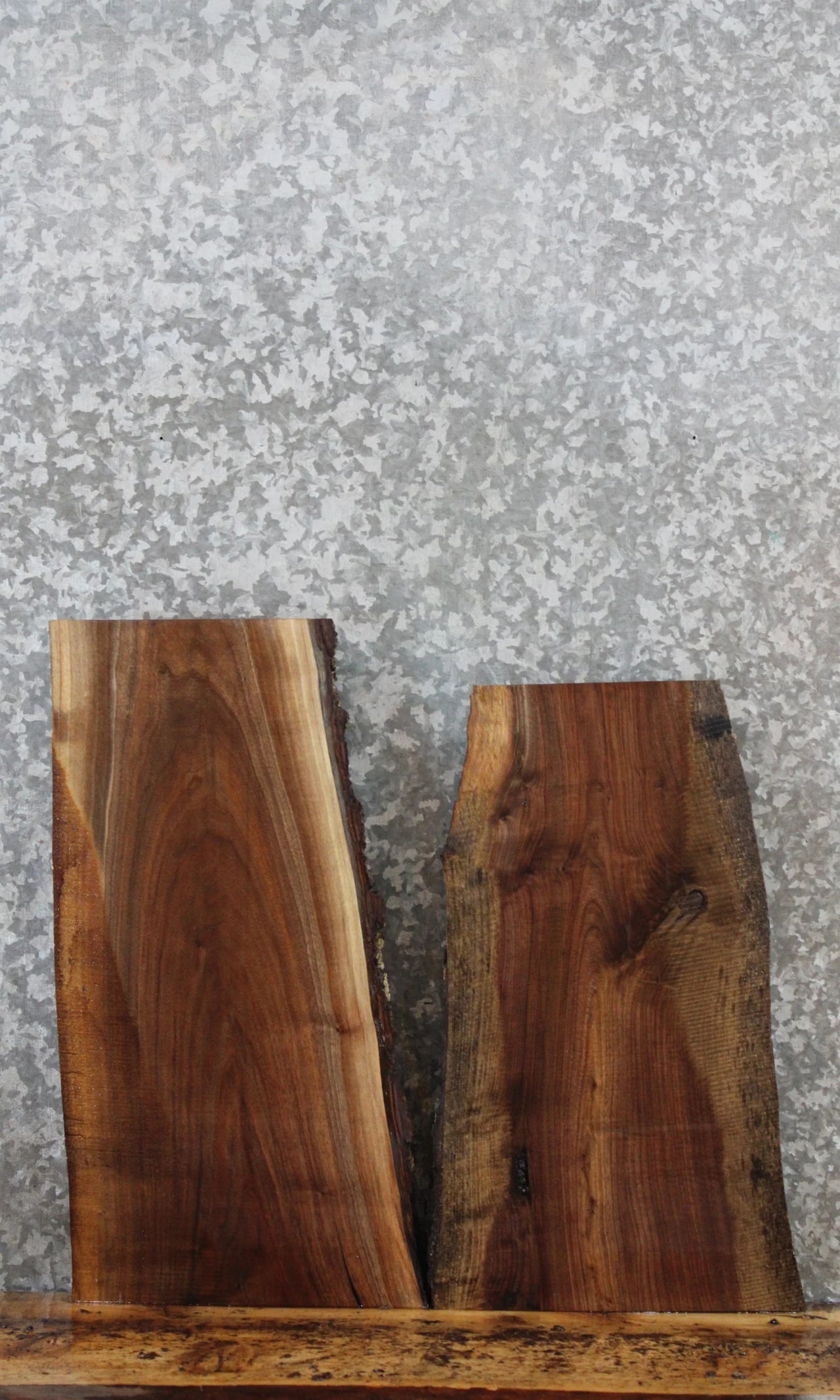 2- Live Edge Black Walnut Side Table Tops/Taxidermy Mounts 13072-13073