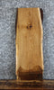 Thumbnail for Live Edge White Oak Side Table Top/Taxidermy Mount Slab 13074