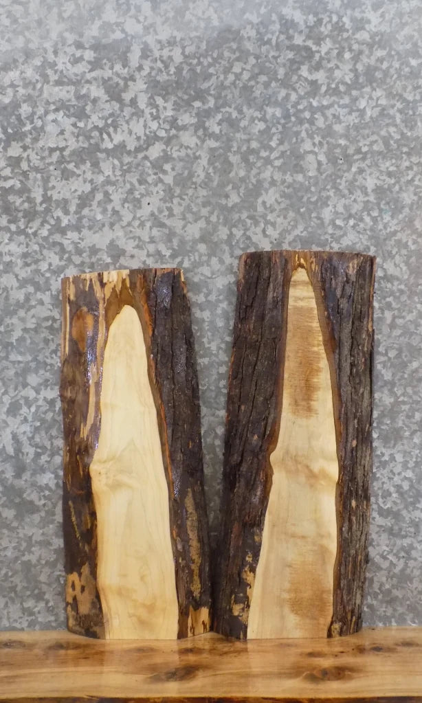2- Live Edge Salvage Maple Taxidermy Mount/Wall Shelf Slabs 13098-13099