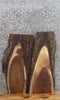 Thumbnail for 2- Live Edge Black Walnut End/Coffee/Accent Table Top Slab 13121-13122