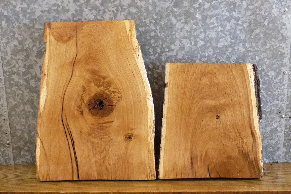 2- Rustic White Oak Live Edge Craft Pack/Taxidermy Bases CLOSEOUT 13132-13133