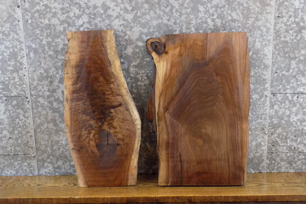 2- Black Walnut Live Edge Salvaged Craft Pack/Taxidermy Bases 13136-13137