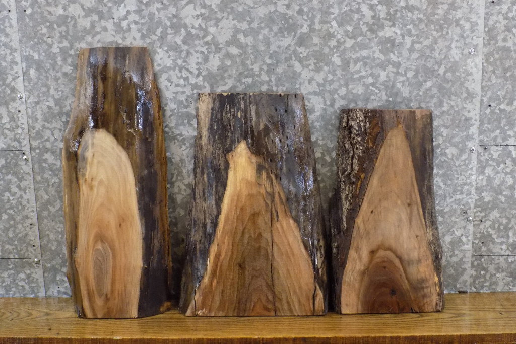 3- Natural Edge Black Walnut Craft Pack/Taxidermy Slabs CLOSEOUT 13142-13144