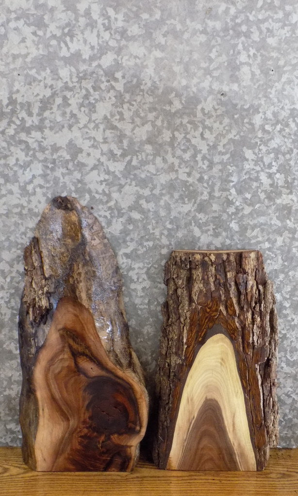 2- Live Edge Black Walnut Craft Pack/Taxidermy Bases CLOSEOUT 13147-13148