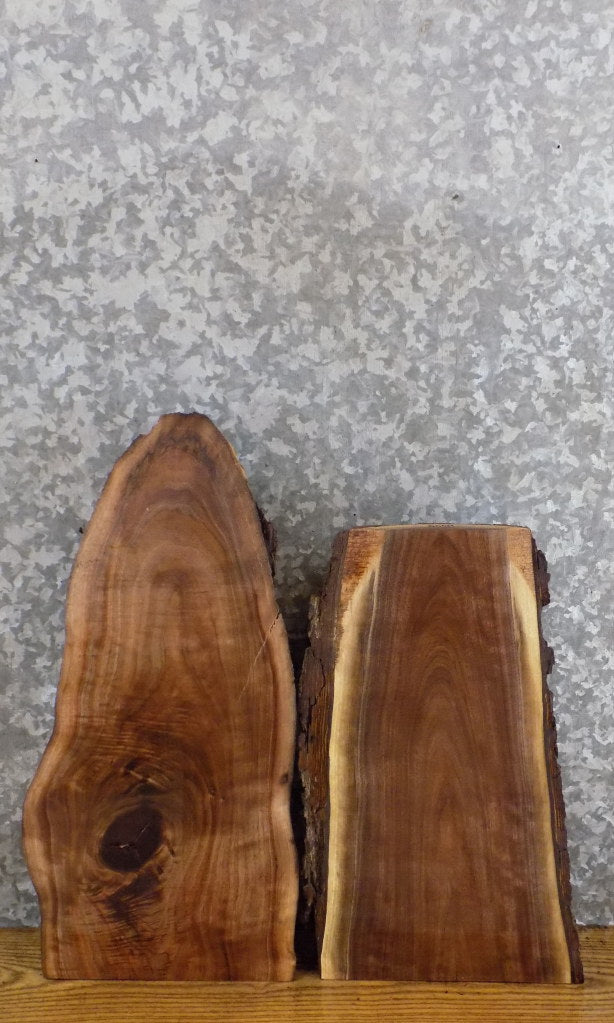 2- Live Edge Black Walnut Craft Pack/Taxidermy Bases CLOSEOUT 13147-13148