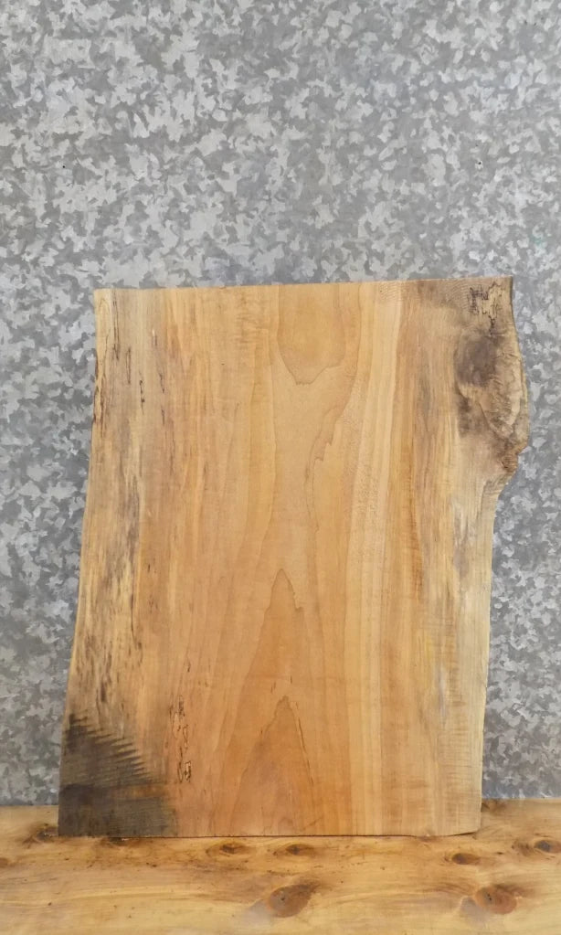 Live Edge Maple Taxidermy Mount/Butchers Block Slab 13210
