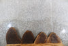 Thumbnail for 4- Live Edge Black Walnut Taxidermy Mount/Wall Art Slabs* 13214-13219