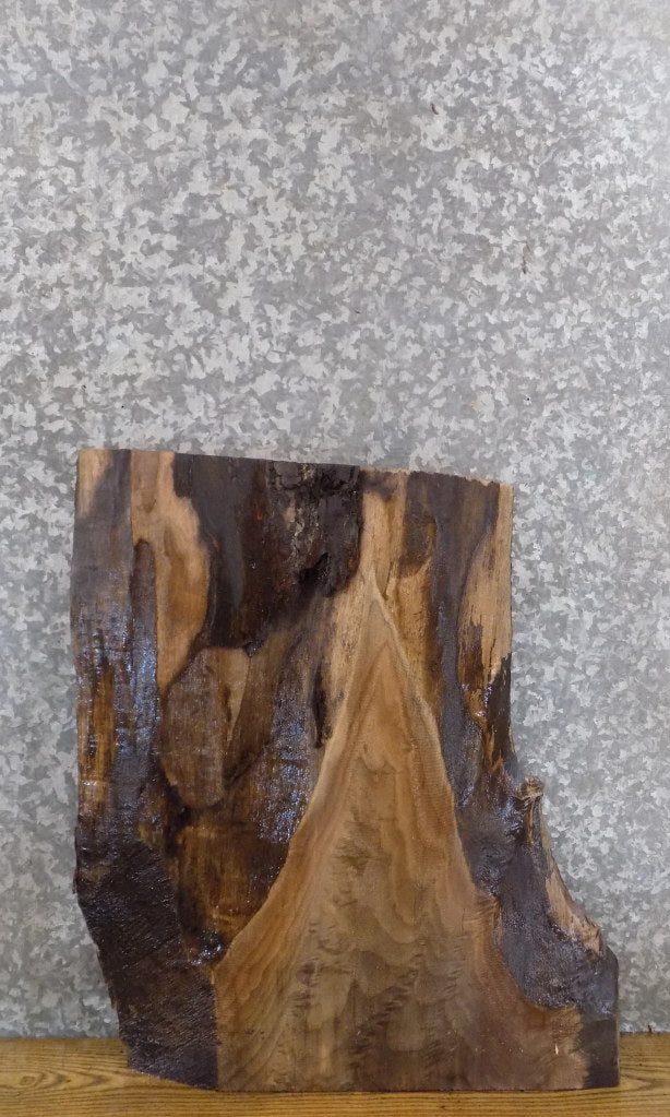 Live Edge Black Walnut Side/End Table Top Slab CLOSEOUT 13296