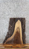 Thumbnail for Rustic Live Edge Black Walnut End Table Top 13303