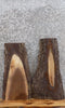 Thumbnail for 2- Live Edge Black Walnut Taxidermy Mount/ Wall Shelf Slabs 13326-13327