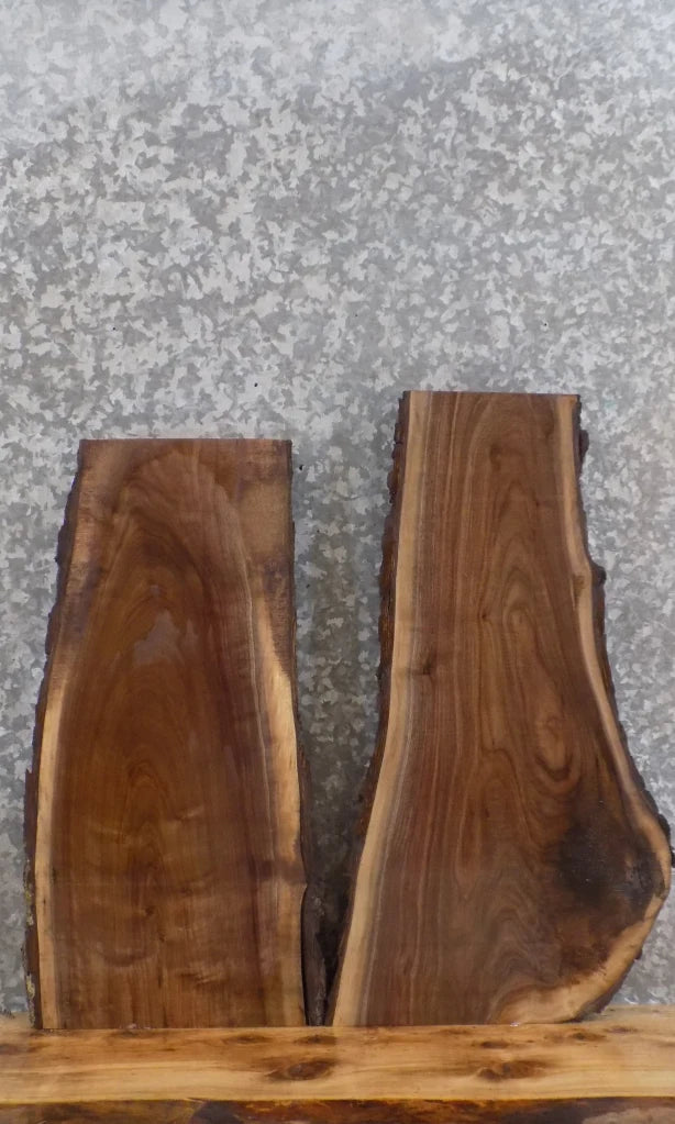 2- Live Edge Black Walnut Taxidermy Mount/ Wall Shelf Slabs 13326-13327