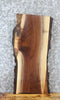 Thumbnail for Live Edge Black Walnut Taxidermy Mount/Side Table Top Slab 13339