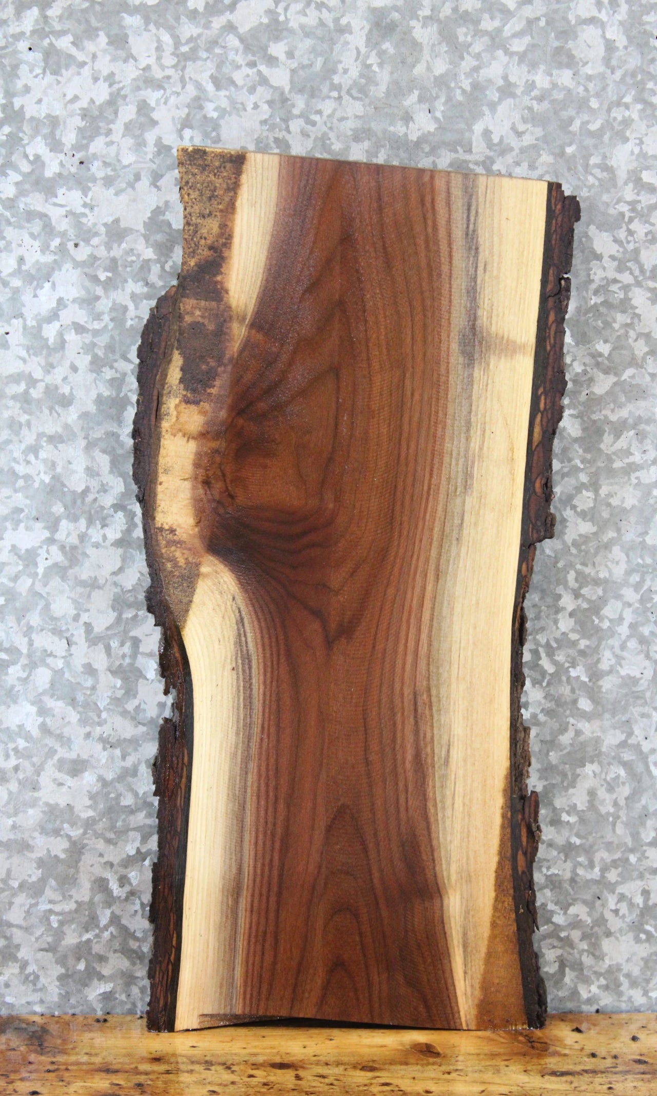 Live Edge Black Walnut Taxidermy Mount/Side Table Top Slab 13339