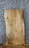 Thumbnail for Live Edge Maple Taxidermy Mount/Side Table Top Slab 13341
