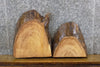 Thumbnail for 2- Live Edge Hackberry Rustic Oval Cut Craft Pack Slabs CLOSEOUT 13372-13373