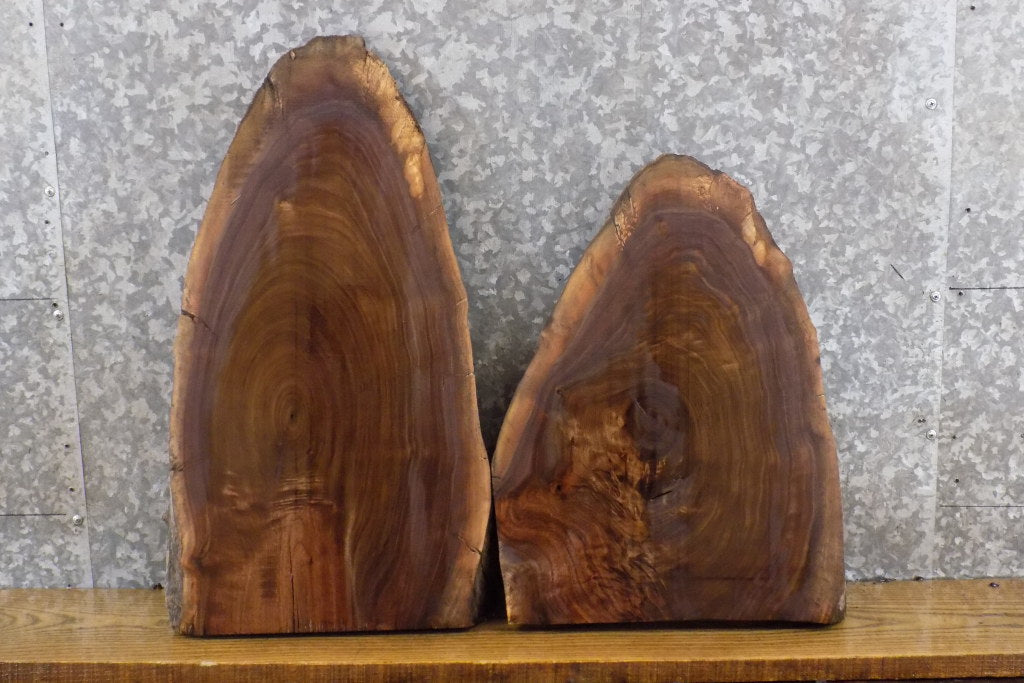 2- Partial Live Edge Oval Cut Black Walnut Craft Pack Wood Slabs 13376-13377