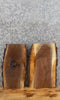 Thumbnail for 2- Live Edge Black Walnut Taxidermy Mount/Wall Shelf Slabs 13441-13442