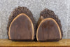 Thumbnail for 2- Partial Live Edge Black Walnut Round Cut Taxidermy Bases 13530-13531