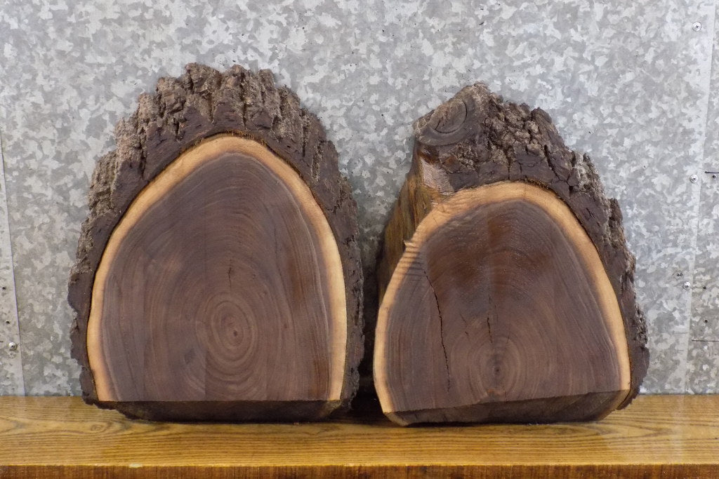 2- Partial Live Edge Black Walnut Round Cut Taxidermy Bases 13530-13531