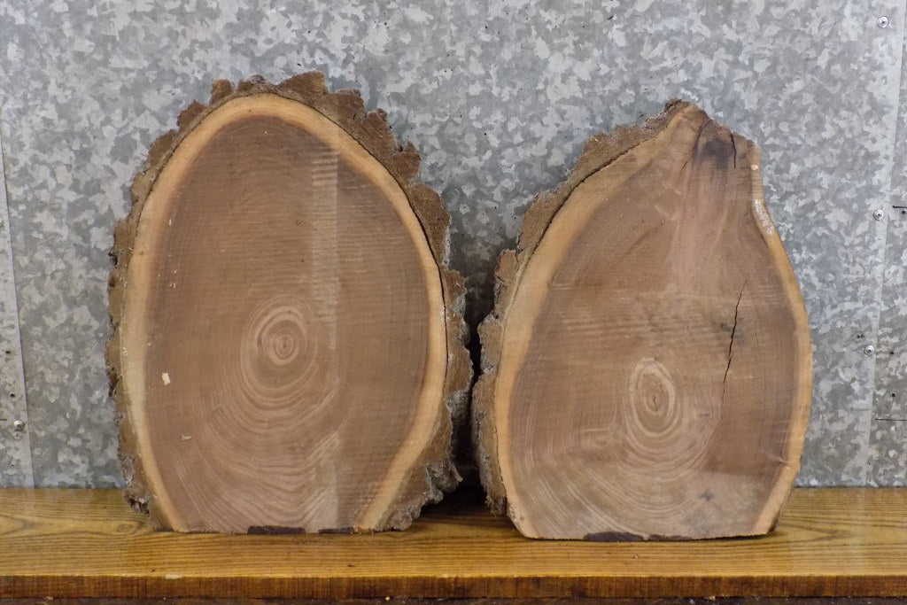 2- Partial Live Edge Black Walnut Round Cut Taxidermy Bases 13530-13531