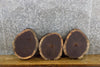 Thumbnail for 3- Round Cut Natural Edge Black Walnut Taxidermy Bases/Craft Pack 13564-13566