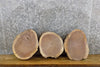 Thumbnail for 3- Round Cut Natural Edge Black Walnut Taxidermy Bases/Craft Pack 13564-13566