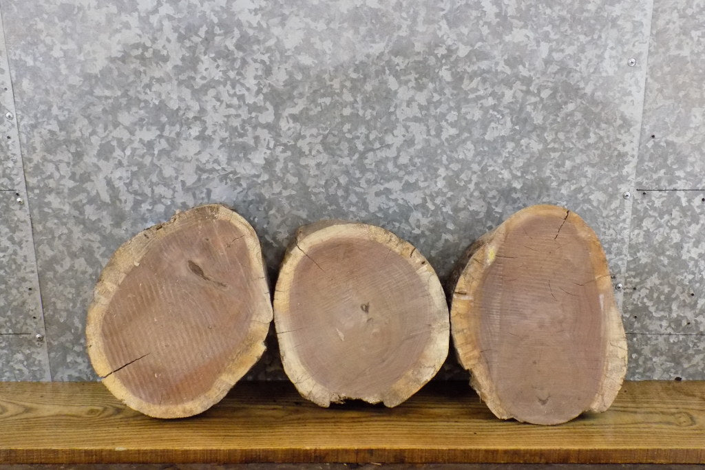 3- Round Cut Natural Edge Black Walnut Taxidermy Bases/Craft Pack 13564-13566