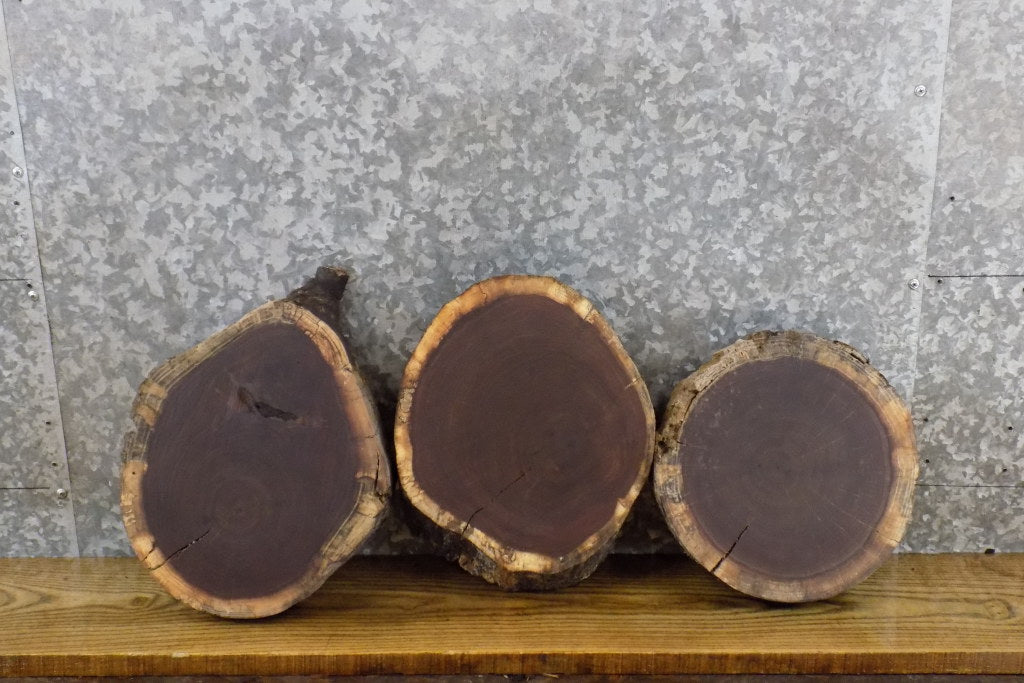 3- Rustic Black Walnut Round Cut Live Edge Taxidermy Bases 13570-13572