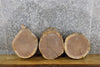 Thumbnail for 3- Rustic Black Walnut Round Cut Live Edge Taxidermy Bases 13570-13572