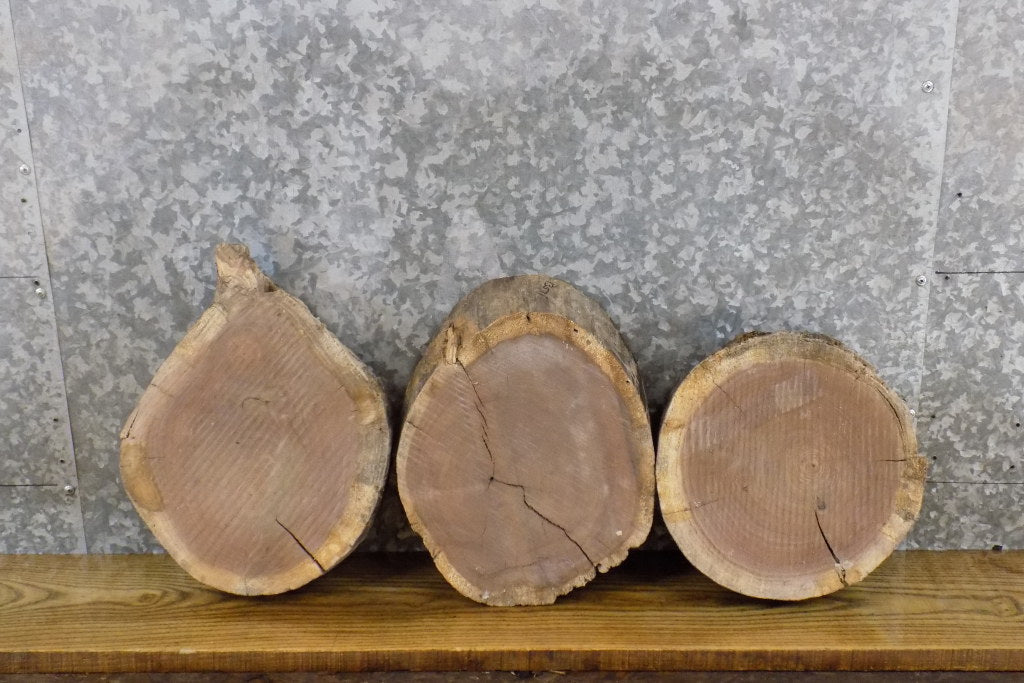 3- Rustic Black Walnut Round Cut Live Edge Taxidermy Bases 13570-13572