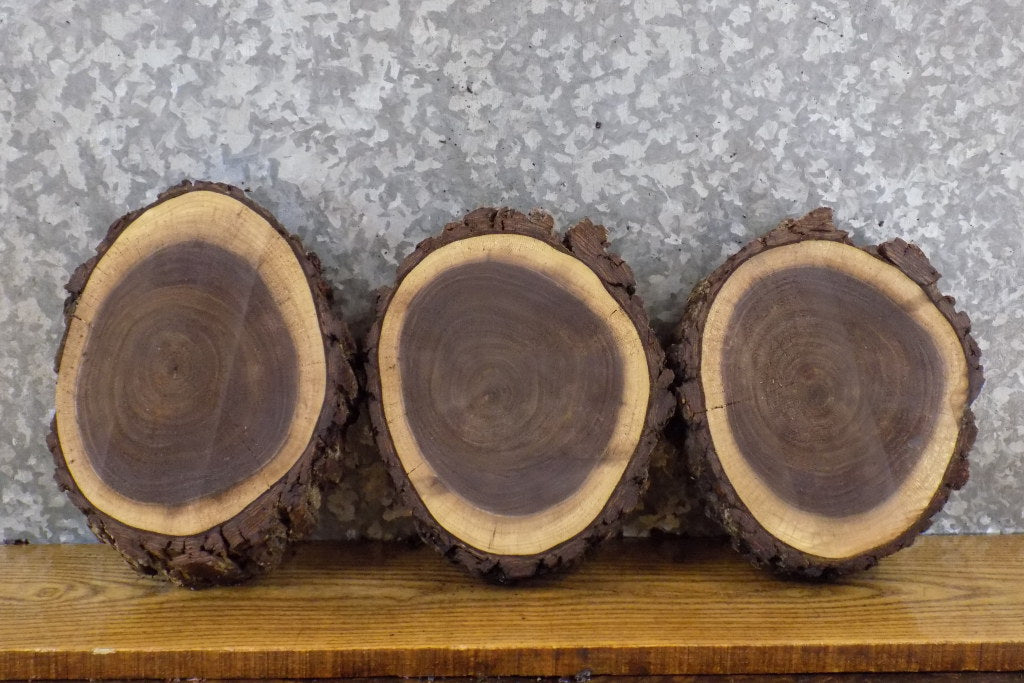 3- Natural Edge Bark Black Walnut Round Cut Craft Pack Wood Slabs 13587-13589