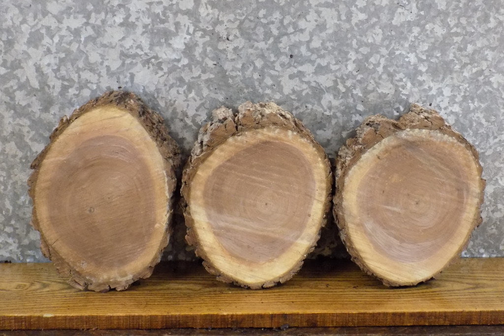 3- Natural Edge Bark Black Walnut Round Cut Craft Pack Wood Slabs 13587-13589