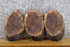Thumbnail for 3- Black Walnut Live Edge Oval Cut Craft Pack/Taxidermy Bases 13590-13592