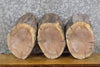 Thumbnail for 3- Black Walnut Live Edge Oval Cut Craft Pack/Taxidermy Bases 13590-13592